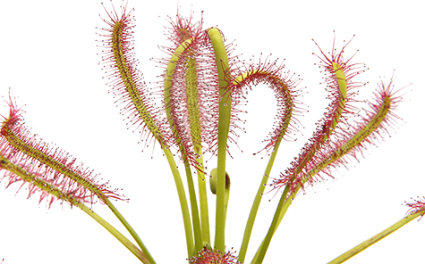 Capensis_Red4B